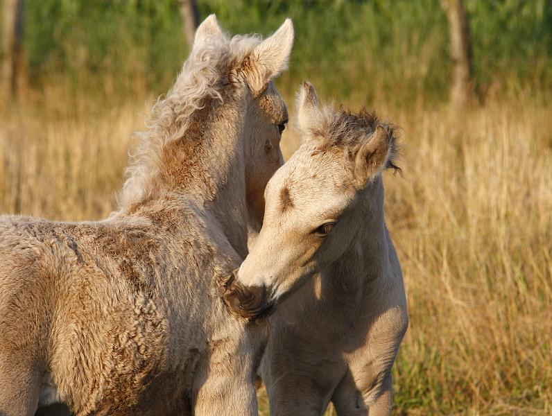 Molda und Vigdis.jpg